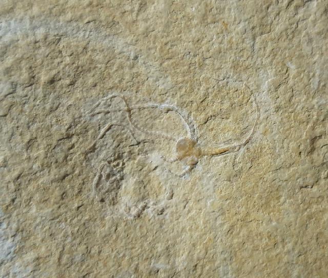 Sinosura kelheimense (BOEHM 1889) - Bild © FossNet FossilienStore